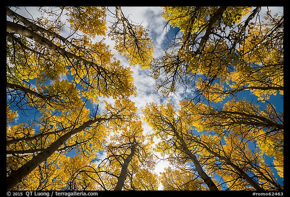 Looking up aspen grove in autumn. Rocky Mountain National Park, Colorado, USA.