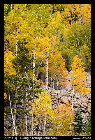 Aspens and boulders in autumn. Rocky Mountain National Park, Colorado, USA.