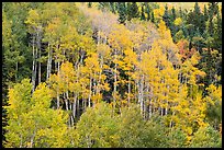 Aspen grove in autumn. Rocky Mountain National Park, Colorado, USA.