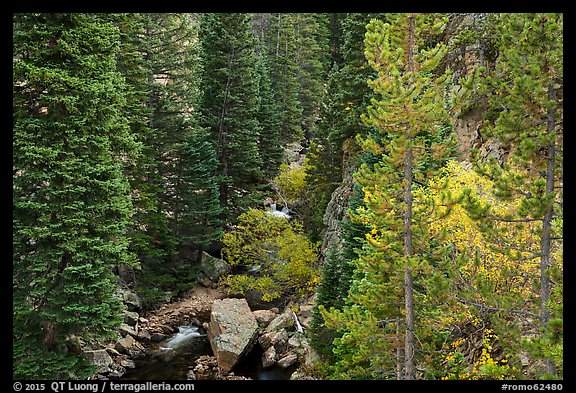 Stream flowing in forested gorge. Rocky Mountain National Park (color)