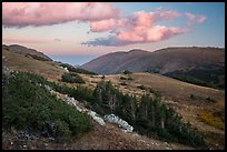 Krumholtz and alpine tundra at sunset. Rocky Mountain National Park ( color)