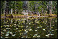 Water lillies and trees, Nymph Lake. Rocky Mountain National Park ( color)