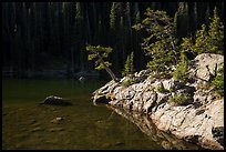 Trees on shore of Dream Lake. Rocky Mountain National Park, Colorado, USA.