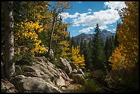 Longs Peak seen from forest opening in autumn. Rocky Mountain National Park ( color)