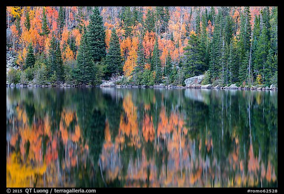 Autumn foliage color and reflections in Bear Lake. Rocky Mountain National Park, Colorado, USA.