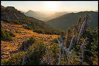Krumholtz trees at sunrise. Rocky Mountain National Park ( color)