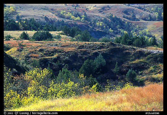 Grasses, badlands and trees in North unit, autumn. Theodore Roosevelt National Park, North Dakota, USA.