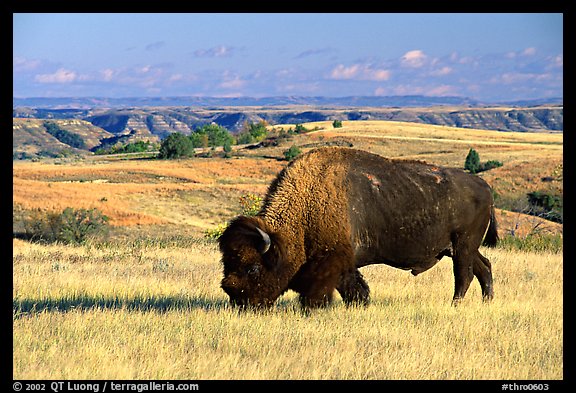 Bison grazing in  prairie. Theodore Roosevelt National Park, North Dakota, USA.