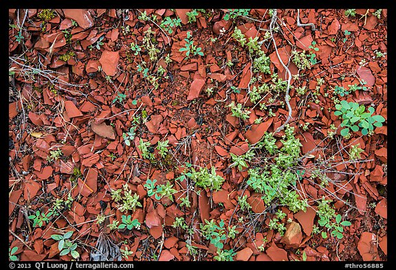 Close-up of natural red brick. Theodore Roosevelt National Park, North Dakota, USA.