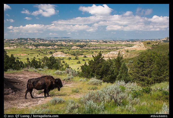 Bison and badlands landscape in summer. Theodore Roosevelt National Park (color)
