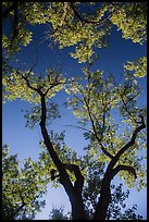 Looking up cottonwood trees. Theodore Roosevelt National Park, North Dakota, USA. (color)