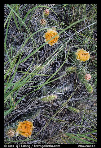Prairie grasses and blooming prickly pear cactus. Theodore Roosevelt National Park, North Dakota, USA.