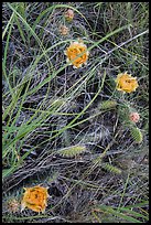 Prairie grasses and blooming prickly pear cactus. Theodore Roosevelt National Park, North Dakota, USA. (color)