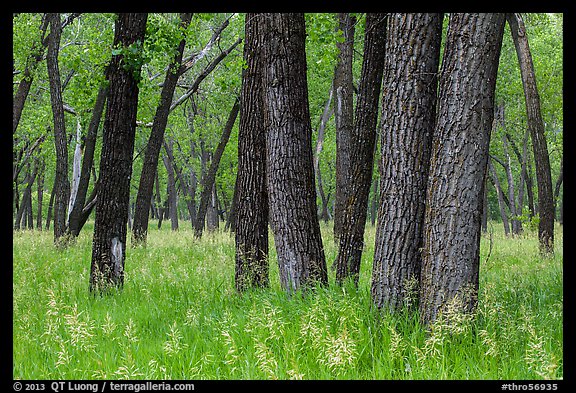 Cottonwood grove. Theodore Roosevelt National Park, North Dakota, USA.