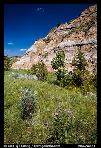 Summer wildflowers and badlands. Theodore Roosevelt National Park, North Dakota, USA.