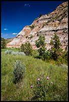 Summer wildflowers and badlands. Theodore Roosevelt National Park, North Dakota, USA. (color)