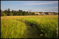 Overgrown trail in late afternoon, Elkhorn Ranch Unit. Theodore Roosevelt National Park, North Dakota, USA.