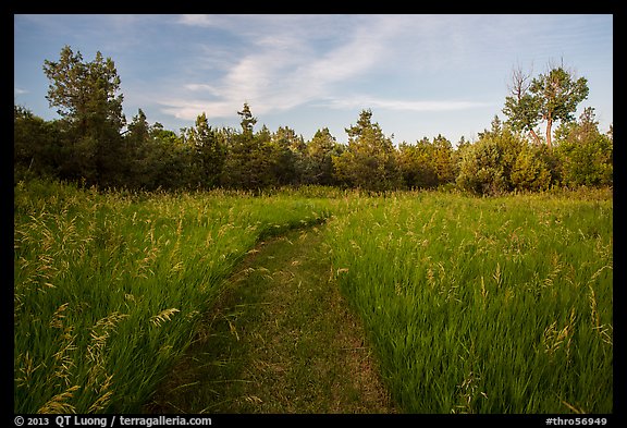 Grassy trail, Elkhorn Ranch Unit. Theodore Roosevelt National Park, North Dakota, USA.
