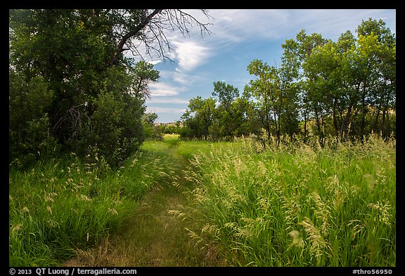 Trail, tall grasses, and cottonwoods, Elkhorn Ranch Unit. Theodore Roosevelt National Park, North Dakota, USA.