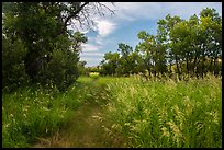Trail, tall grasses, and cottonwoods, Elkhorn Ranch Unit. Theodore Roosevelt National Park, North Dakota, USA.