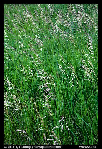 Tall grasses in summer, Elkhorn Ranch Unit. Theodore Roosevelt National Park (color)