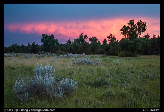 Meadow and cottonwoods at sunset, Elkhorn Ranch Unit. Theodore Roosevelt National Park, North Dakota, USA.