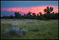 Meadow and cottonwoods at sunset, Elkhorn Ranch Unit. Theodore Roosevelt National Park, North Dakota, USA. (color)