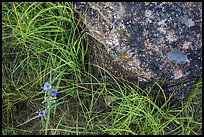 Close-up of flowers, grasses, and foundation stone of Elkhorn Ranch. Theodore Roosevelt National Park, North Dakota, USA.