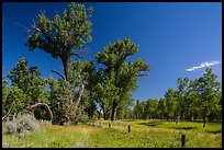 Old cottonwoods, and Elkhorn Ranch site fence. Theodore Roosevelt National Park, North Dakota, USA. (color)