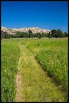 Grassy faint trail and badlands, Elkhorn Ranch Unit. Theodore Roosevelt National Park, North Dakota, USA.