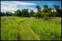 Trail overgrown with grasses, Elkhorn Ranch Unit. Theodore Roosevelt National Park, North Dakota, USA. (color)