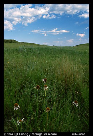 Tall grass prairie and wildflowers, South Unit, late afternoon. Theodore Roosevelt National Park (color)
