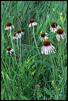 Prairie flowers and grasses. Theodore Roosevelt National Park, North Dakota, USA. (color)