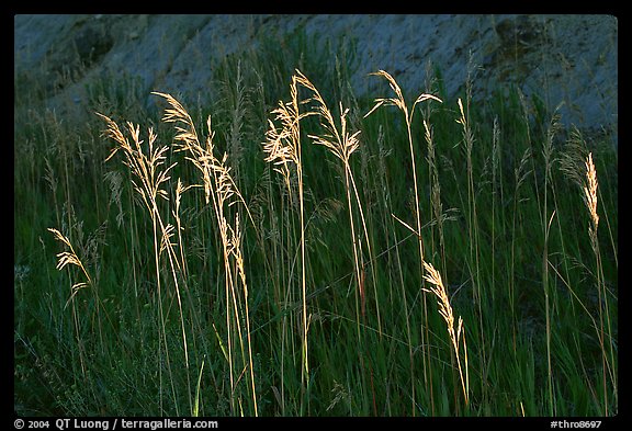 Backlit tall grasses. Theodore Roosevelt National Park, North Dakota, USA.