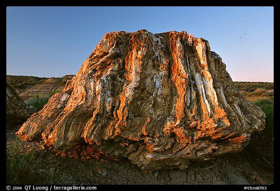 Petrified stump of ancient sequoia tree, late afternoon. Theodore Roosevelt National Park, North Dakota, USA.
