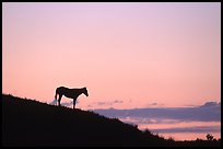 Wild horse silhouetted at sunset, South Unit. Theodore Roosevelt National Park, North Dakota, USA. (color)