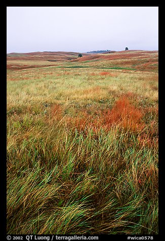 Tall grass prairie. Wind Cave National Park, South Dakota, USA.