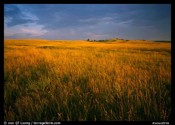 Tall prairie grass and dark sky at Bison Flats, early morning. Wind Cave National Park, South Dakota, USA.