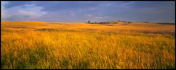 Prairie grasses at sunrise. Wind Cave National Park (Panoramic color)