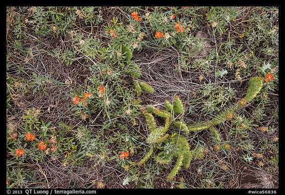 Ground close-up with cactus and prairie flowers. Wind Cave National Park, South Dakota, USA.