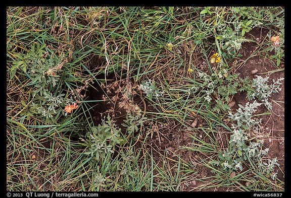 Ground close-up with grasses, flowers, and prairie dog burrow entrance. Wind Cave National Park, South Dakota, USA.