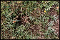 Ground close-up with grasses, flowers, and prairie dog burrow entrance. Wind Cave National Park, South Dakota, USA.