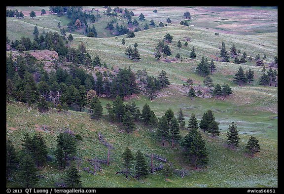 Rolling hills with ponderosa pines and grasslands. Wind Cave National Park (color)