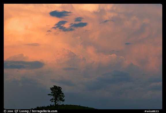 Ponderosa pine on hill and pink storm cloud, sunset. Wind Cave National Park, South Dakota, USA.