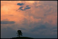 Ponderosa pine on hill and pink storm cloud, sunset. Wind Cave National Park, South Dakota, USA. (color)