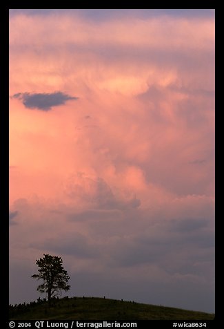 Tree on Hill and storm cloud, sunset. Wind Cave National Park, South Dakota, USA.