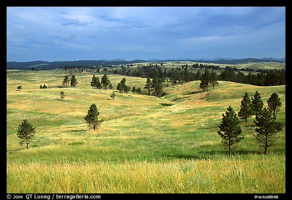 Ponderosa pines and rolling hills near Gobbler Pass. Wind Cave National Park, South Dakota, USA.