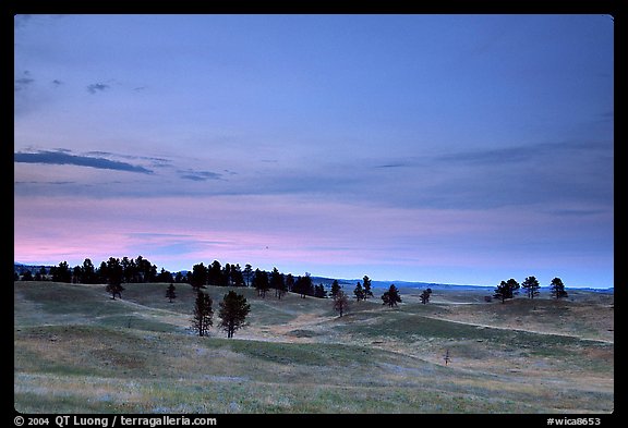 Rolling hills covered with scattered pines, dusk. Wind Cave National Park, South Dakota, USA.