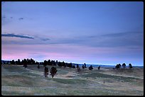 Rolling hills covered with scattered pines, dusk. Wind Cave National Park, South Dakota, USA.