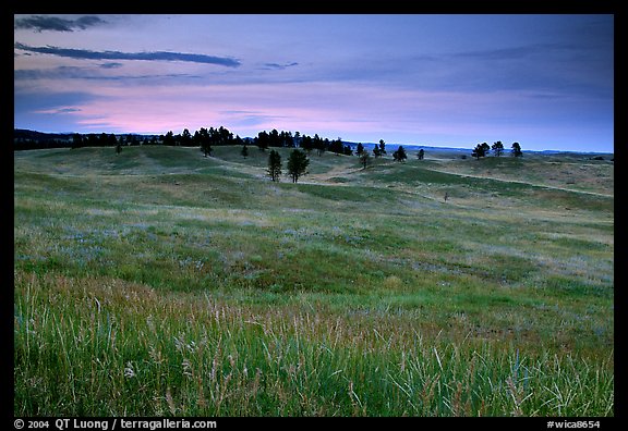 Rolling hills covered with grasses and scattered pines, dusk. Wind Cave National Park (color)
